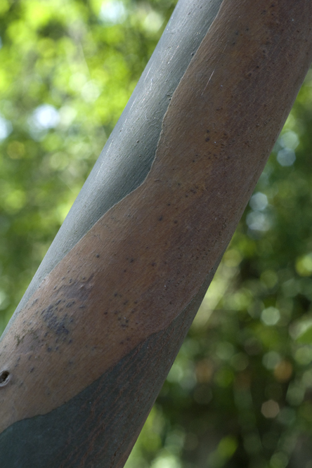 Eucalyptus glaucescens 2au Jardin de la Salamandre en Dordogne