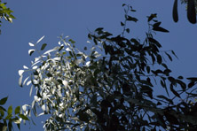 Eucalyptus glaucescens au Jardin de la Salamandre en Dordogne