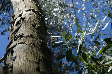 Eucalyptus gunnii au Jardin de la Salamandre en Dordogne
