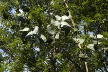 Eucalyptus neglecta au Jardin de la Salamandre en Dordogne