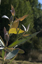 Eucalyptus nitens au Jardin de la Salamandre en Dordogne