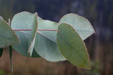 Eucalyptus nova-anglica au Jardin de la Salamandre en Dordogne