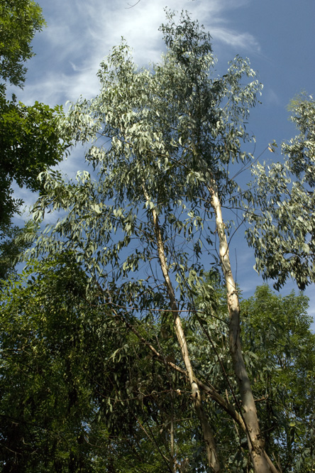 Eucalyptus parvifolia 1 au Jardin de la Salamandre en Dordogne