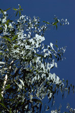 Eucalyptus parvifolia au Jardin de la Salamandre en Dordogne