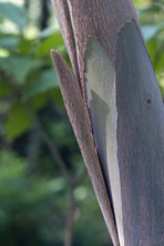 Eucalyptus perriniana au Jardin de la Salamandre en Dordogne