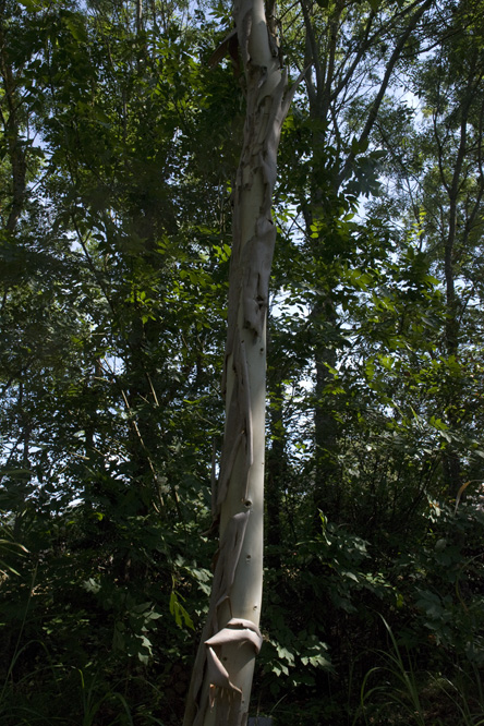 Eucalyptus rubida 2  au Jardin de la Salamandre en Dordogne