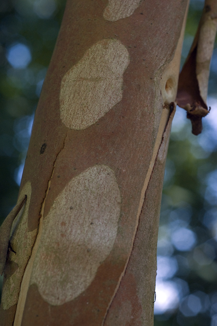 Eucalyptus rubida 3 au Jardin de la Salamandre en Dordogne