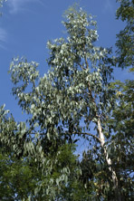 Eucalyptus rubida au Jardin de la Salamandre en Dordogne
