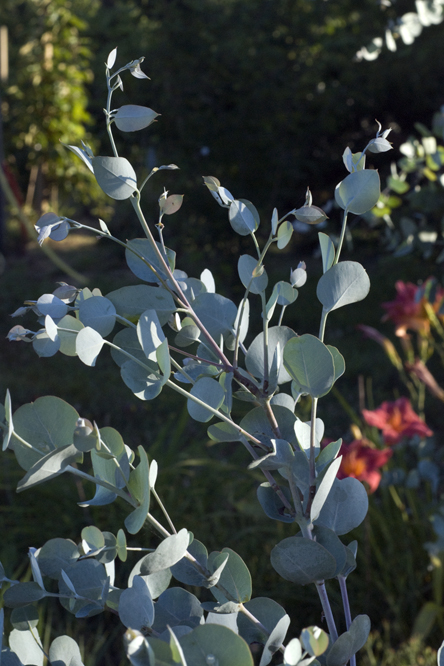 Eucalyptus sideroxylon au Jardin de la Salamandre en Dordogne