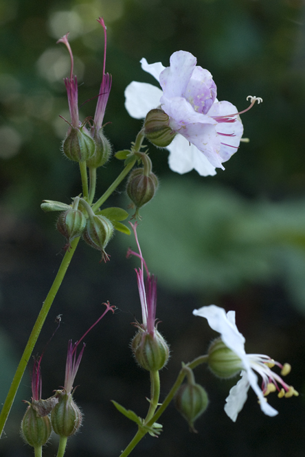 Geranium x cantabrigiense 'St Ola' au Jardin de la Salamandre en Dordogne