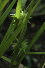 Carex grayi au Jardin de la Salamandre en Dordogne