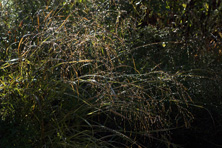 Panicum virgatum 'Kupfer Hirse' au Jardin de la Salamandre