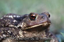 Crapaud commun au Jardin de la Salamandre en Dordogne