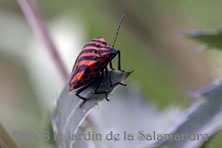 Punaise au Jardin de la Salamandre en Dordogne