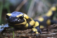 Salamandre au Jardin de la Salamandre en Dordogne