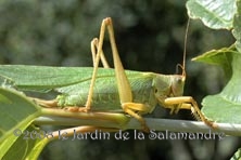 Tettigonia viridissima au Jardin de la Salamandre en Dordogne