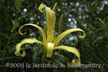Hemerocallis 'Kindly Light' au Jardin de la Salamandre en Dordogne