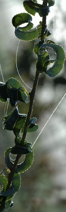 Salix babylonica 'Annularis' au Jardin de la Salamandre en Dordogne