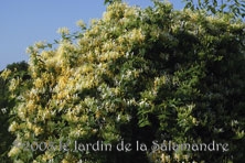 Lonicera similis var. delavayi au Jardin de la Salamandre en Dordogne