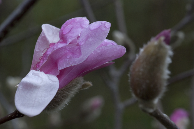 Magnolia x loebneri 'Leonard Messel' 2 au jardin de la Salamandre en Dordogne