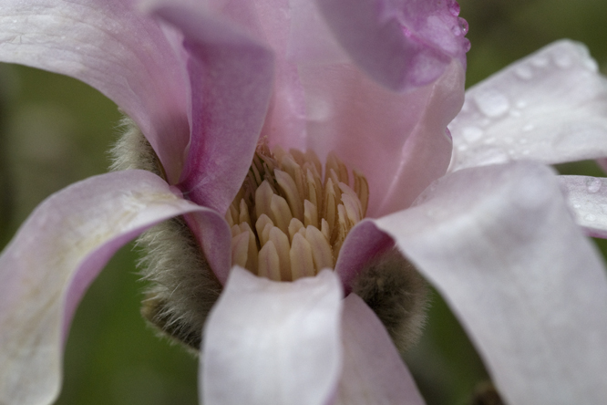 Magnolia x loebneri 'leonard Messel' 3 au Jardin de la Salamandre en Dordogne