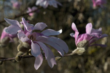Magnolia x loebneri 'Leonard Messel' au Jardin de la Salamandre en Dordogne