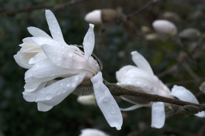 Magnolia stellata 2 au Jardin de la Salamandre en Dordogne