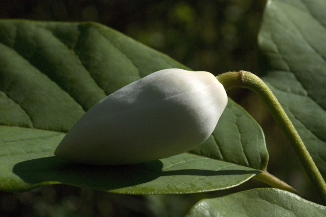 Magnolia wilsonii  au Jardin de la Salamandre en Dordogne