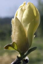 Magnolia 'yellow Fever' au Jardin de la Salamandre en Dordogne