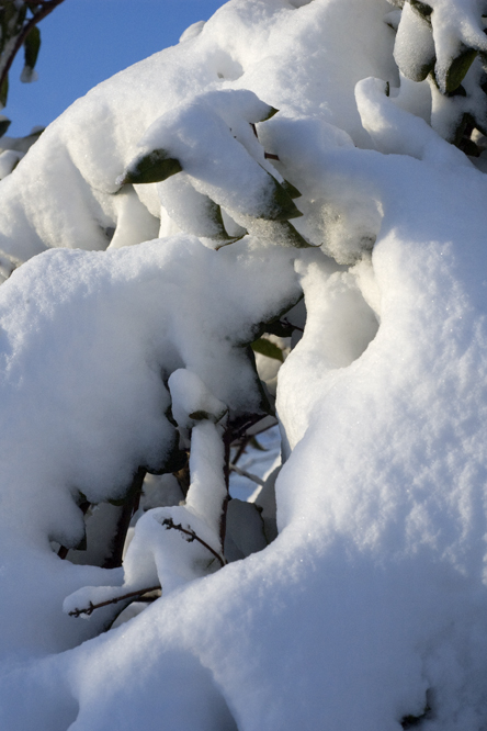 Arbuste enfoui sous la neige  au Jardin de la Salamandre en Dordogne