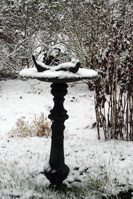 Bain d'oiseaux figé Chevrefeuille enfoui sous la neige au Jardin de la Salamandre en Dordogne