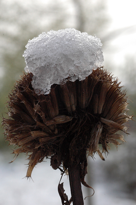 Coiffure neigeuse pour capitule Chevrefeuille enfoui sous la neige au Jardin de la Salamandre en Dordogne
