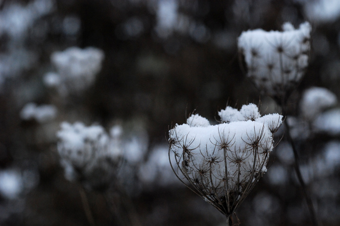 Carottes enneigées Neige sur les asters au Jardin de la Salamandre en Dordogne