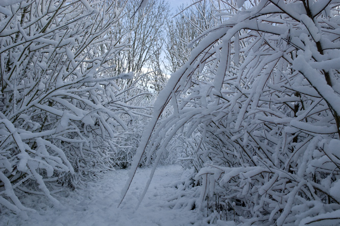 Sou la neige un chemin au Jardin de la Salamandre en Dordogne