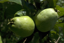 Pomme 'Petit Museau de Lièvre' au Jardin de la Salamandre