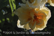 Rosa 'Claire Jacquier' au Jardin de la Salamandre en Dordogne