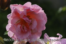 Rosa 'Cornelia' au Jardin de la Salamandre en Dordogne