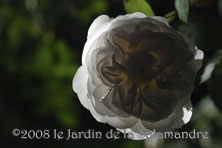 Rosa 'Mme Plantier' au Jardin de la Salamandre en Dordogne