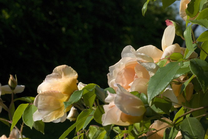 Rosa 'Crepuscule' 2 au Jardin de la Salamandre en Dordogne
