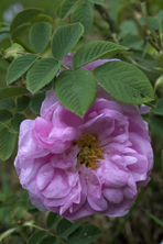 Rosa damascena bifera au Jardin de la Salamandre