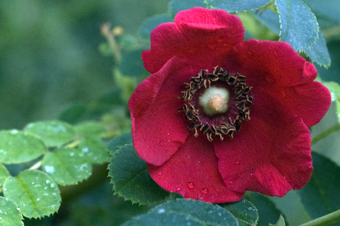 Rosa moyesii 'Geranium' 3 au Jardin de la Salamandre en Dordogne