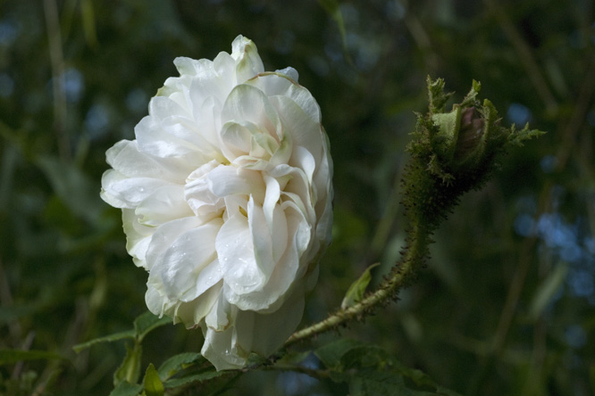 Rosa 'Quatre Saisons Blanc Mousseux' au Jardin de la Salamandre