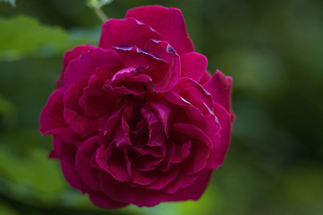 Rosa Souvenir du Dr Jamain au Jardin de la Salamandre