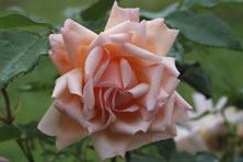 Rosa 'Arethusa' au Jardin de la Salamandre en Dordogne