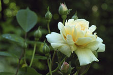 Rosa clytemnestre au Jardin de la Salamandre en Dordogne