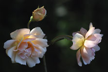 Rosa 'Daybreak' au Jardin de la Salamandre en Dordogne