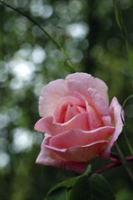 Rosa 'Souvenir de Mme Leonie Viennot' au Jardin de la Salamandre en Dordogne