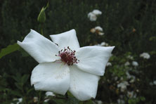 Rosa 'White Wings'  au Jardin de la Salamandre en Dordogne