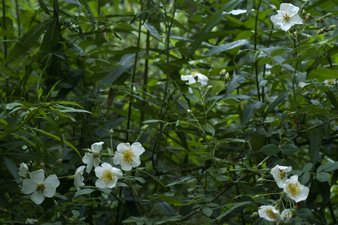 Rosa 'Wickwar' 3 au Jardin de la Salamandre en Dordogne