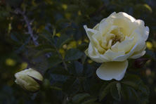 Rosa 'Agnes' au Jardin de la Salamandre en Dordogne